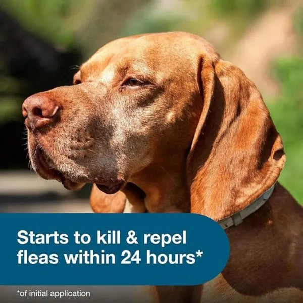 Flea & Tick Collar for Large Dogs